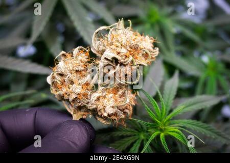 Reife getrocknete Marihuanaknospen in der Hand eines Mannes In einem Handschuh vor dem Hintergrund eines Cannabisbusches Stockfoto
