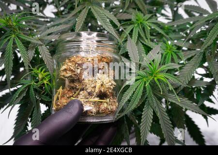 Getrocknete Hanfknospen in einem Glas vor dem Hintergrund Eines Hanfbusches in der Hand eines Mannes Stockfoto