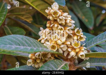 Eriobotrya japonica, Loquat Baum in Blume Stockfoto