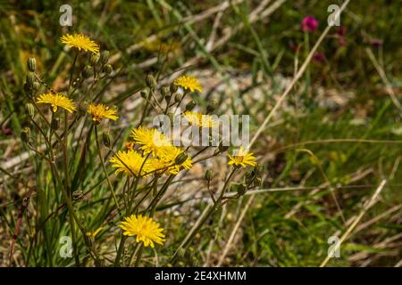 Crepis vesicaria, Dandelion Hawk's-Beard Flower Stockfoto