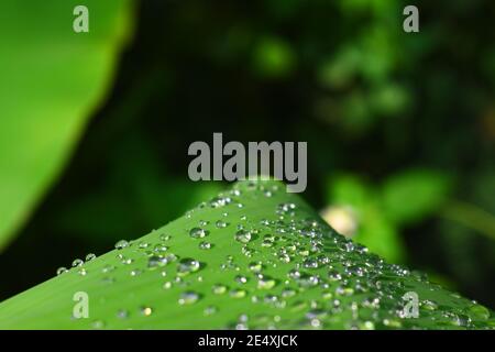 Wassertropfen auf Bananenblatt Stockfoto