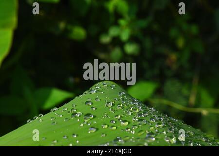 Wassertropfen auf Bananenblatt Stockfoto