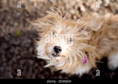 Hund: Ein langhaariger Jack Russell Stockfoto