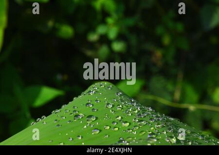 Wassertropfen auf Bananenblatt Stockfoto