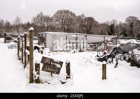 Zuteilungen im Winter mit Schnee bedeckt, Großbritannien. Gemeinschaftsgärten, Gartenarbeit. Stockfoto