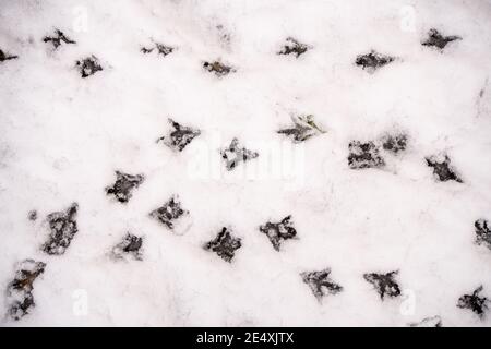 Tauben- oder Vogelspuren oder Fußabdrücke im Schnee Stockfoto