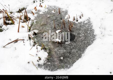 Gefrorener Garten Wildtierteich im Winter nach dem Auftauen ein Fleck, so dass ein Loch mit einer Pfanne kochendes Wasser, um Sauerstoff in Stockfoto