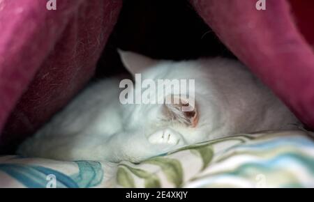 Lockere Angora Katze auf der weichen ca Stockfoto