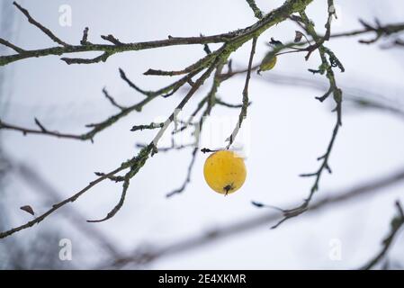 25. Januar 2021, Hessen, Frankfurt/Main: Ein letzter, vergessener Apfel, der noch an einem Baum in einem Obstgarten in Bergen hängt, ist mit etwas Schnee bedeckt. Foto: Frank Rumpenhorst/dpa Stockfoto