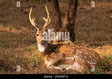 Ein männlicher Hirsch (Achsenachse), auch Chital genannt und heimisch auf dem indischen Subkontinent gesehen hier ruht unter einem Baum am Ranthambore Tiger Stockfoto