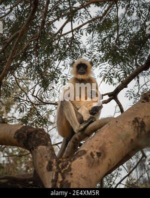 Eine Mutter und ihr junger Graue Langur (Semnopithecus), mit ihrem jungen Füttern, während sie sich auf einem Baum in freier Wildbahn ausruhen. Stockfoto