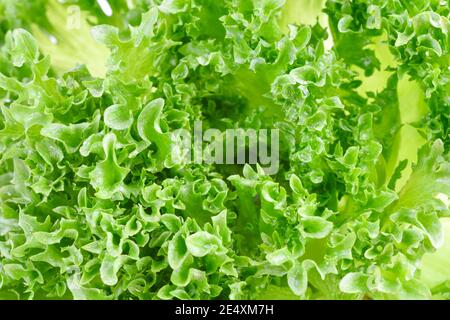 Nahaufnahme der grünen Salatblätter, Fragment, Hintergrund. Stockfoto