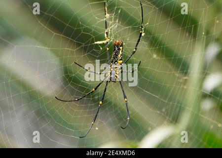 Eine große weibliche Riesenholzspinne (Nephila pilipes), die auf ihrem Netz ruht. Stockfoto