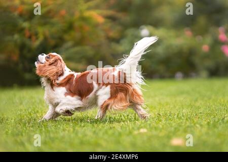 Junge junge Kavalier König charles Spaniel Hund auf grünem Gras in der Natur zu Fuß. Stockfoto