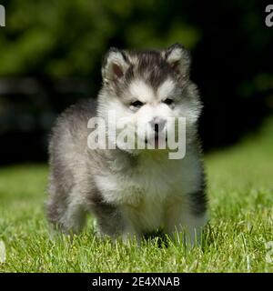 alaskan Malamute, Welpe Stockfoto