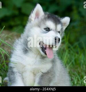 Alaskan Malamute Welpen Stockfoto