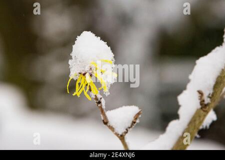 Schnee auf den Blumen einer Hamamelis 'Sunburst' (Hamamelis × intermedia 'Sunburst') Stockfoto