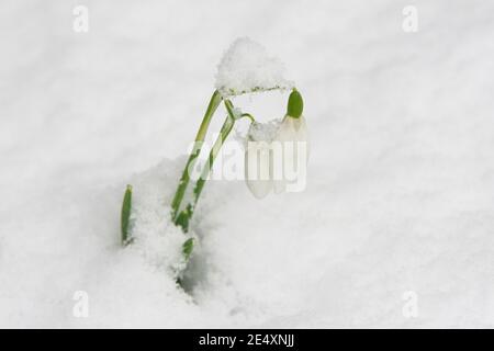 Schneefälle (Galanthus) im Schnee Stockfoto