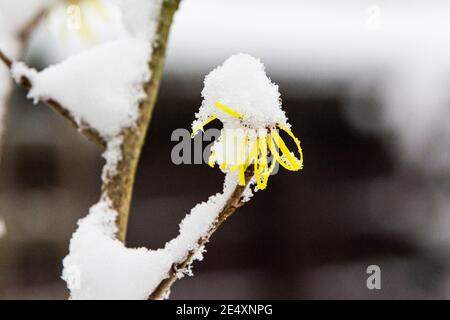 Schnee auf den Blumen einer Hamamelis 'Sunburst' (Hamamelis × intermedia 'Sunburst') Stockfoto