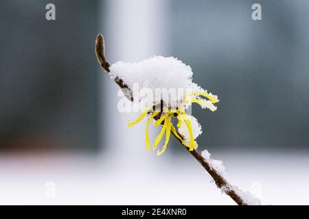 Schnee auf den Blumen einer Hamamelis 'Sunburst' (Hamamelis × intermedia 'Sunburst') Stockfoto