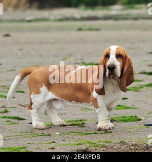 Basset hound Stockfoto