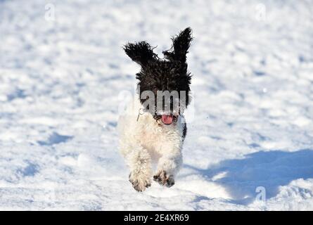 Leicester, Großbritannien. Januar 2021. Lexi The Cockapoo an einem verschneiten Morgen im Knighton Park in Leicester Credit: Alex Hannam/Alamy Live News Stockfoto