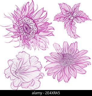 Vektorgrafik im Linienkunststil. Set von Blumen der Sonnenblume, Petunia, Heliopsis isoliert auf weißem Hintergrund. Handgezeichnetes botanisches Bild Stock Vektor