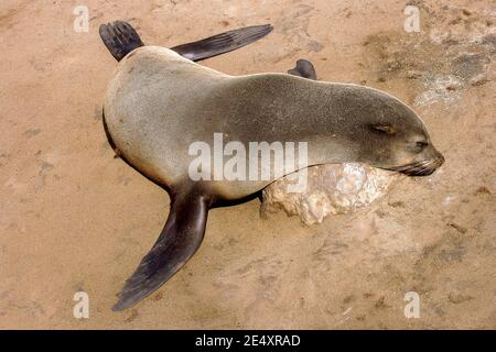 Sydafrikansk pälssäl, Cape Cross Seal Colony vid Skeleton Coast. Stockfoto