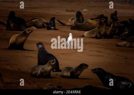 Eine Möwe läuft mitten in einer Robbenkolonie. Cape Cross Seal Colony ist eine Brutkolonie von Kapfellrobben. Namibia Stockfoto