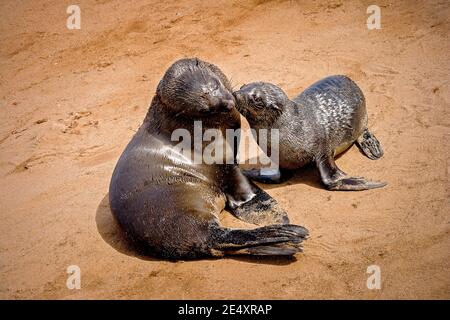 Sydafrikansk pälssäl, Cape Cross Seal Colony vid Skeleton Coast. Stockfoto