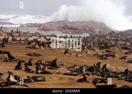 Sydafrikansk pälssäl, Cape Cross Seal Colony vid Skeleton Coast. Stockfoto