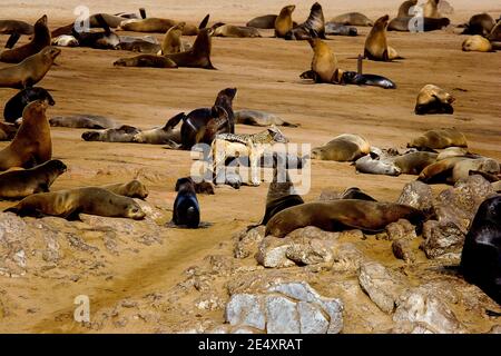 Cape Cross Seal Colony (Skeleton Coast) - Namibia. Schabrakschakal Stockfoto