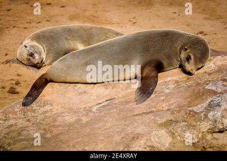 Sydafrikansk pälssäl, Cape Cross Seal Colony vid Skeleton Coast. Stockfoto