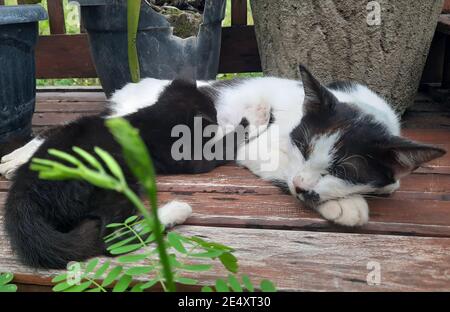 Das Kätzchen säugt die Katze, während es auf einer Bank liegt Stockfoto
