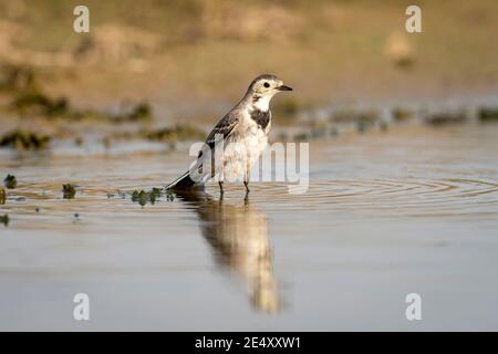 Weiße Bachstelze oder Motacilla Alba Vogelporträt mit Reflexion in Wasser während der Safari im Wald von zentralindien Stockfoto