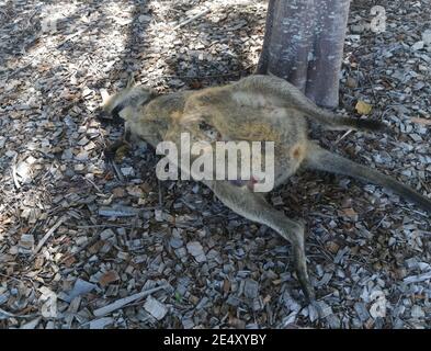 Totes Wallaby von einem Auto auf dem Boden liegend getroffen Stockfoto