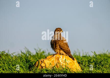 Bussard (Buteo buteo) auf dem Boden. Dieser Greifvogel wird in ganz Europa und Teilen Asiens gefunden und bewohnt offene Gebiete, wie Ackerland und Stockfoto