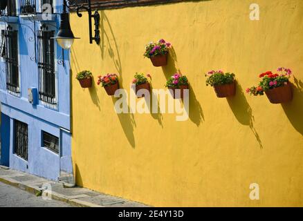 Handgemachte Tontöpfe mit Geranien auf einer ockerfarbenen Stuckwand eines Kolonialhauses in Atlixco, Puebla Mexiko. Stockfoto