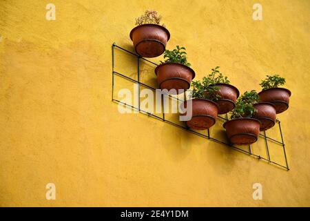 Handgemachte Tontöpfe mit Geranien auf einer ockerfarbenen Stuckwand eines Kolonialhauses in Atlixco, Puebla Mexiko. Stockfoto