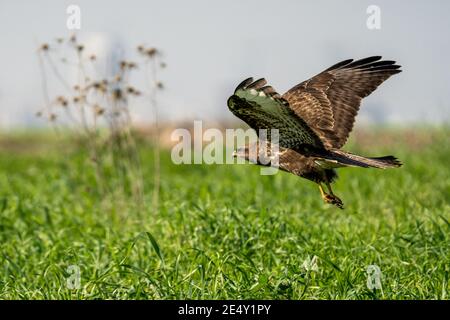 Mäusebussard (Buteo buteo) im Flug. Dieser greifvogel ist in ganz Europa und Teilen von Asien gefunden, bewohnen offene Bereiche, wie z.b. Ackerland und Mo Stockfoto