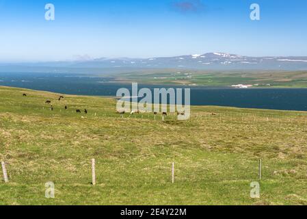 Pferde grasen auf einem Gras, das an einem klaren Sommertag sanft zum Meer abfällt. Schneebedeckte Berggipfel sind am Horizont sichtbar. Stockfoto