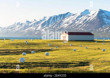 Scheune in einem grasbewachsenen Feld mit eingewickelten Heu entlang der Ufer des afjord in Island bei Sonnenuntergang übersät. Schneebedeckte Berge sind im Hintergrund sichtbar Stockfoto