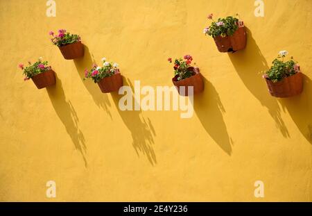 Handgemachte Tontöpfe mit Geranien auf einer ockerfarbenen Stuckwand eines Kolonialhauses in Atlixco, Puebla Mexiko. Stockfoto