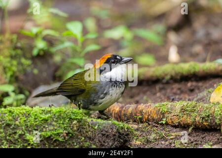 Kastanienbedeckter Bürstenfinch (Arremon brunneinucha), alleinerziehend, stehend auf der Vegetation auf Waldboden, Tandayapa, Ecuador, 29. Oktober 2013 Stockfoto