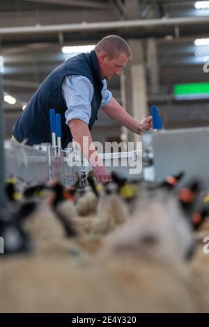 Bauern, die Schafe durch ein Rennen in einem landwirtschaftlichen Schuppen, Darlington, Großbritannien, sortieren. Stockfoto