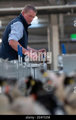 Bauern, die Schafe durch ein Rennen in einem landwirtschaftlichen Schuppen, Darlington, Großbritannien, sortieren. Stockfoto