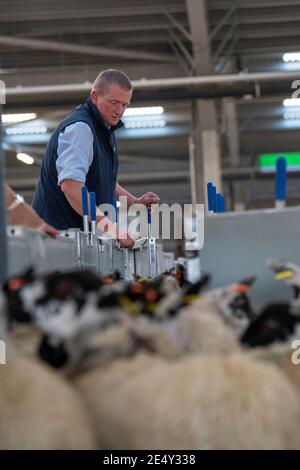 Bauern, die Schafe durch ein Rennen in einem landwirtschaftlichen Schuppen, Darlington, Großbritannien, sortieren. Stockfoto