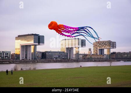 Großer Krake-Drachen am Rheinufer im Stadtteil Deutz, Blick auf den Rheinauer Hafen mit den Kranichhäusern, Köln, Deutschland. G Stockfoto