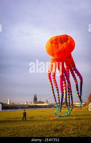 Großer Krake Drachen am Rheinufer im Stadtteil Deutz, Blick auf den Dom, Köln, Deutschland. großer Krake Drachen ueber Stockfoto