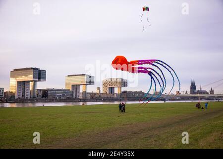 Großer Krake-Drachen am Rheinufer im Stadtteil Deutz, Blick auf den Rheinauer Hafen mit den Kranichhäusern und dem Dom, Co Stockfoto